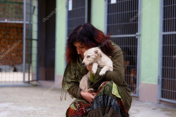 Volontari preparano cucce e cibo per cani randagi a Siena in inverno