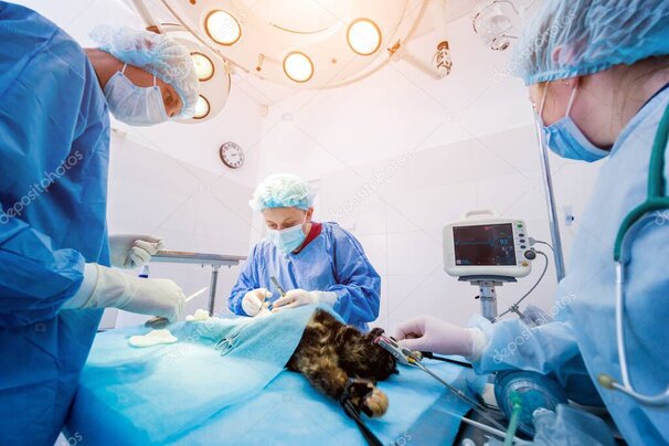 Veterinario con cane e gatto durante la visita di controllo