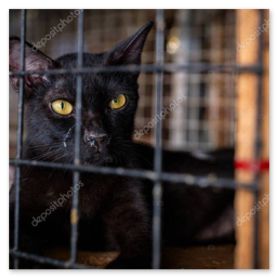 Volontario che accudisce gatti in gattile