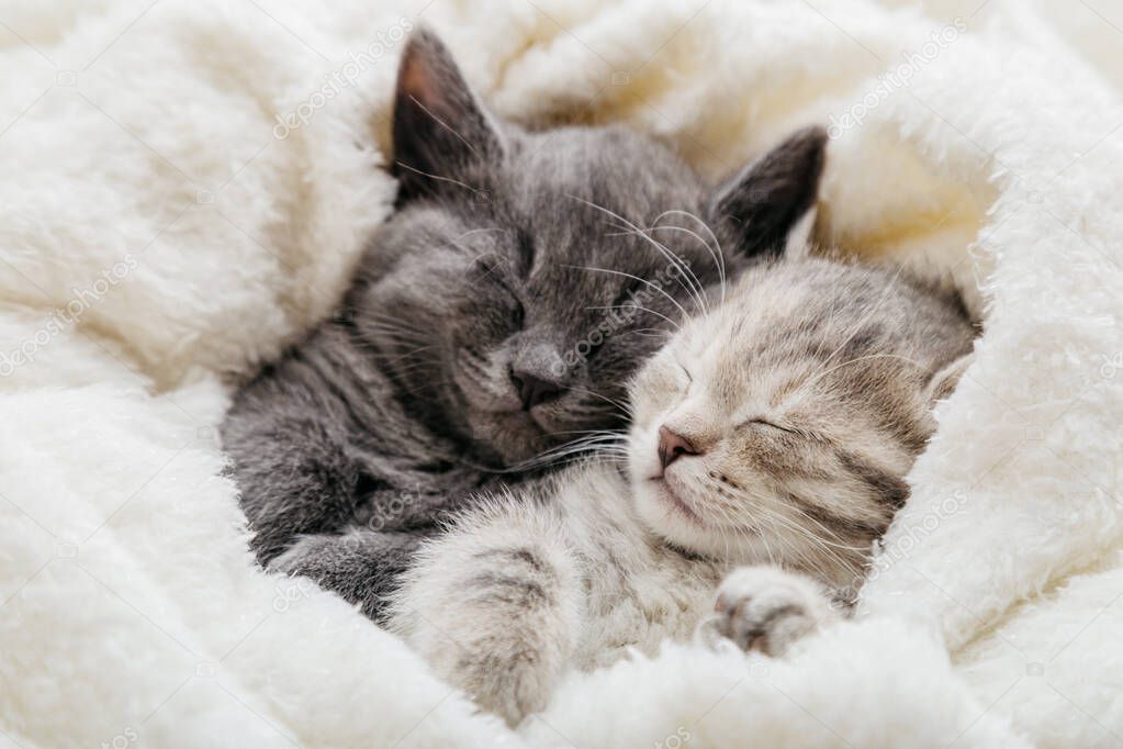 Gatta dolce che chiede coccole
