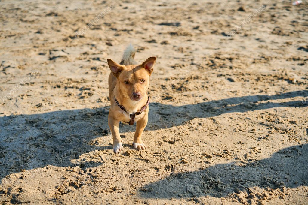 Cane energico corre in un parco